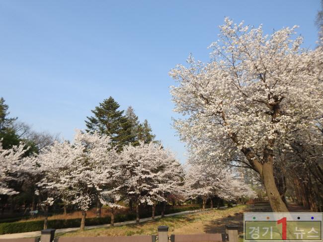 사본 -꽃핀사진+(2).jpg