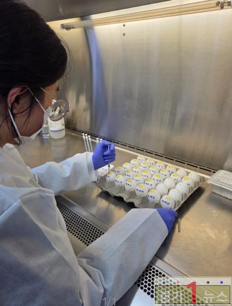 종란접종 모습.jpg