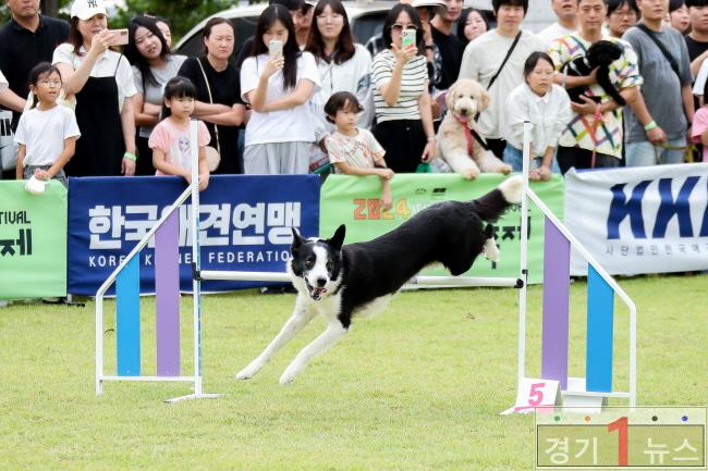 제3회 이천펫축제 어질리티 전국대회로 활기찬 개막3(2024년 사진).jpg